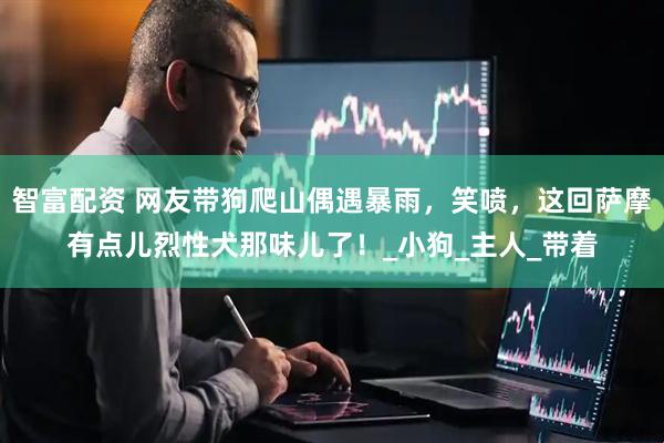 智富配资 网友带狗爬山偶遇暴雨，笑喷，这回萨摩有点儿烈性犬那味儿了！_小狗_主人_带着