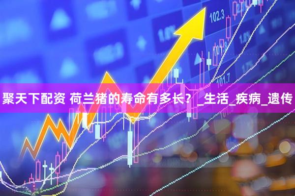 聚天下配资 荷兰猪的寿命有多长？_生活_疾病_遗传